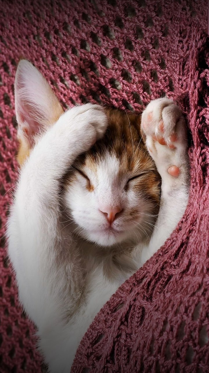 sleeping cat