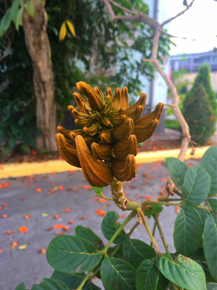 Flower