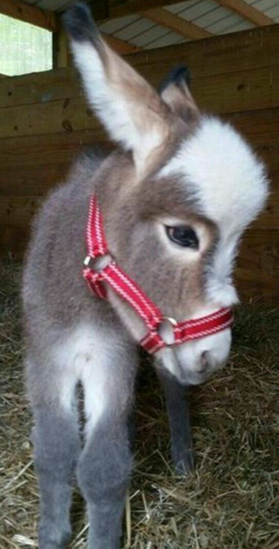 foal
