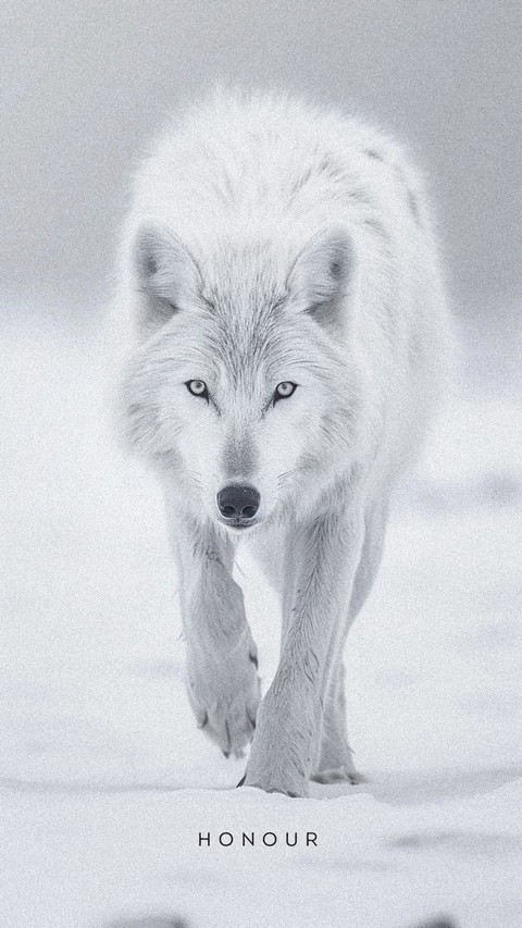 fonds d'écran wolf, fur