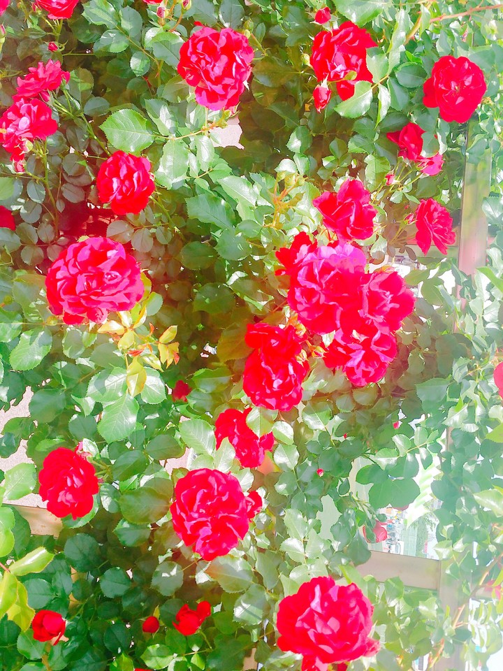 장미