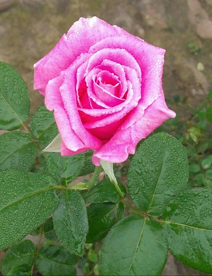 my grahan flower