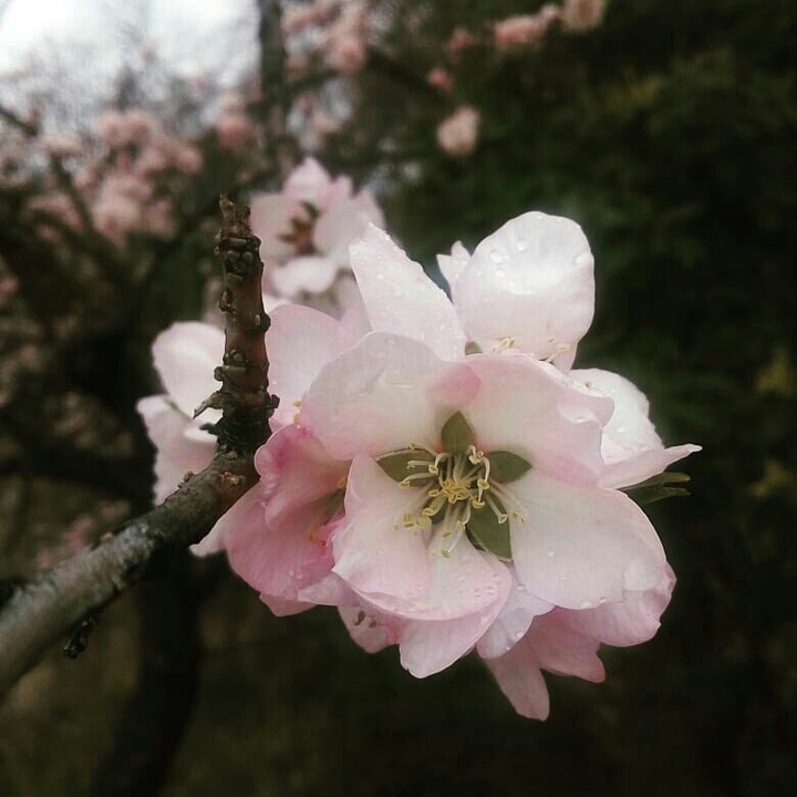 apple blossom
