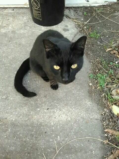billi