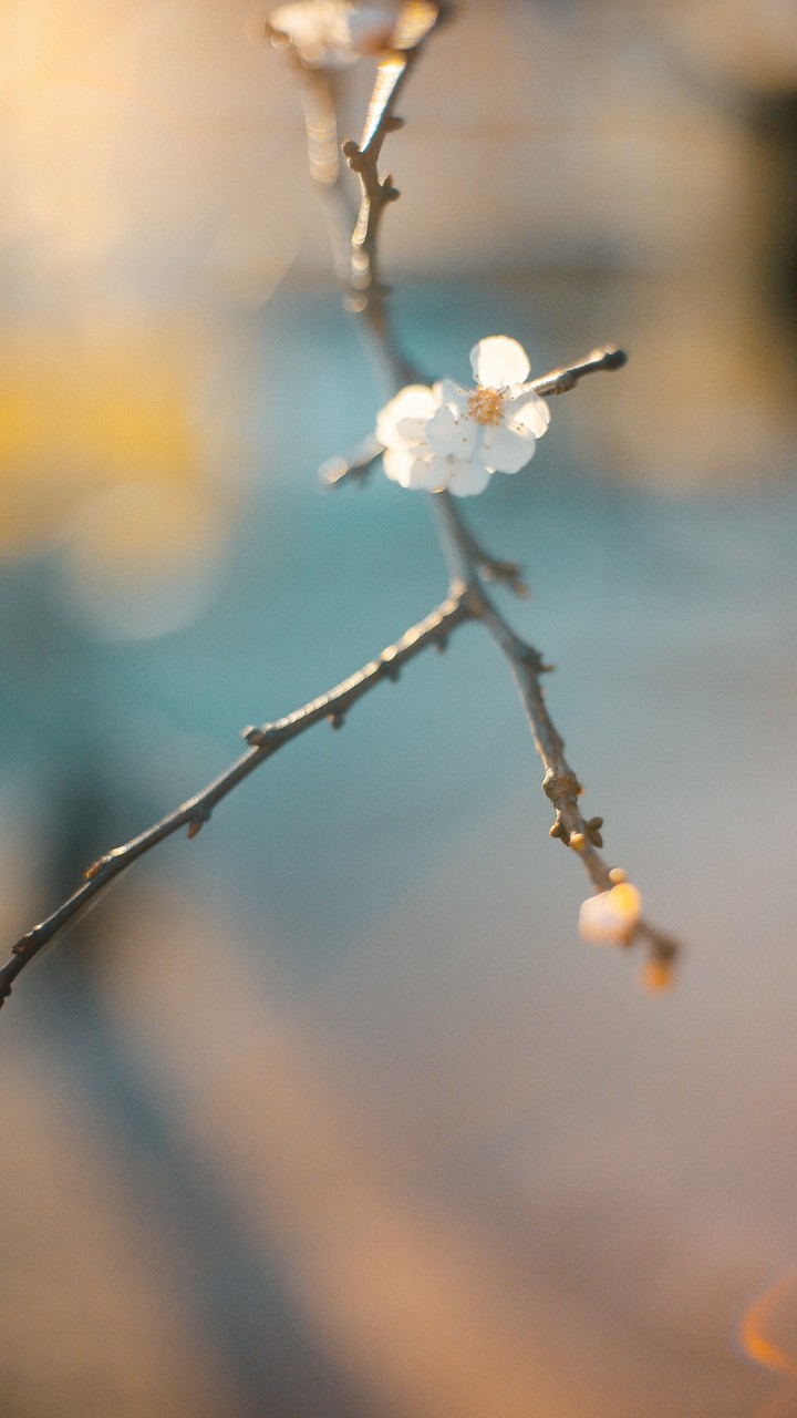 branch