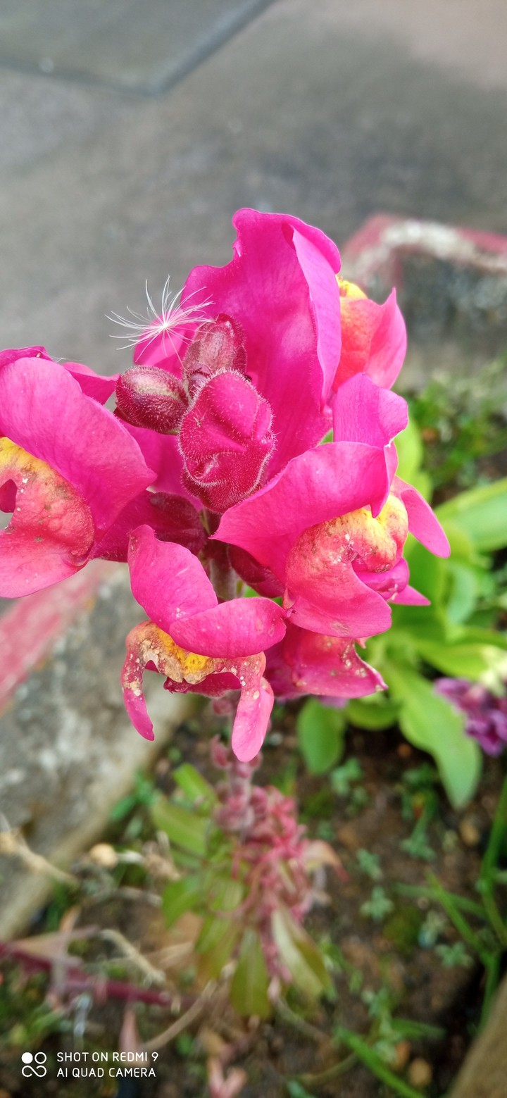 fleure