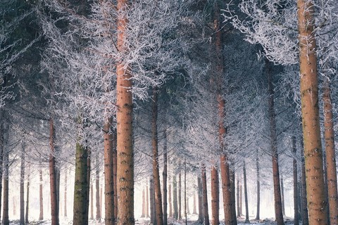 fondos de pantalla wood, winter