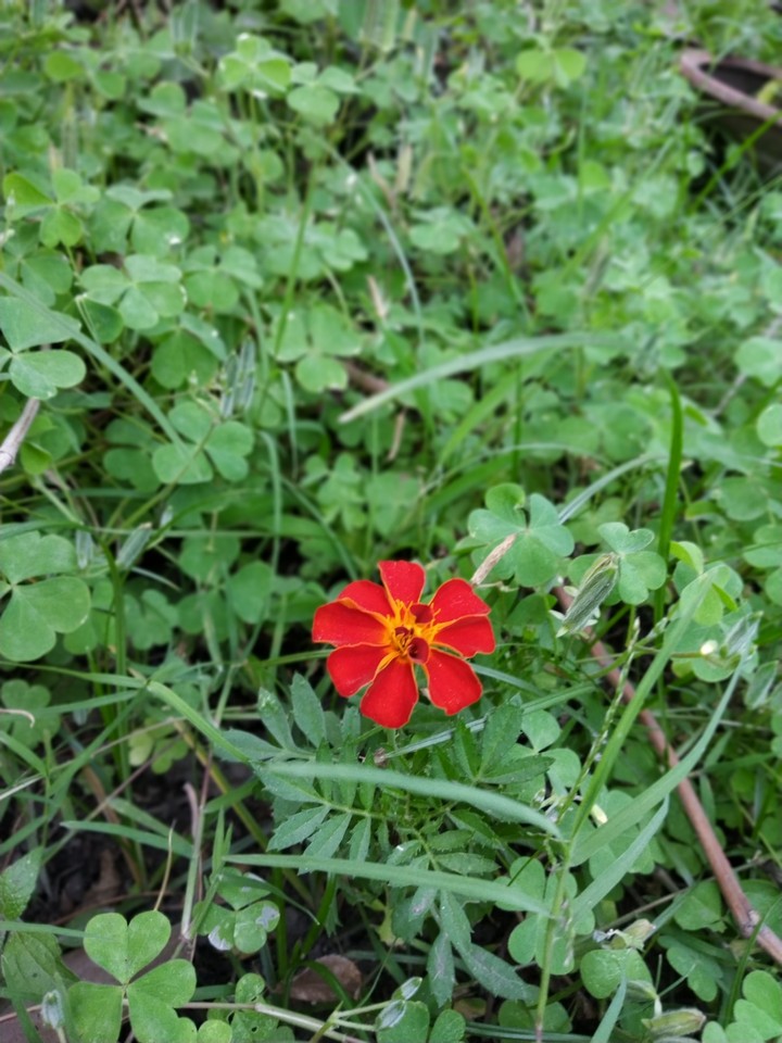 marigold