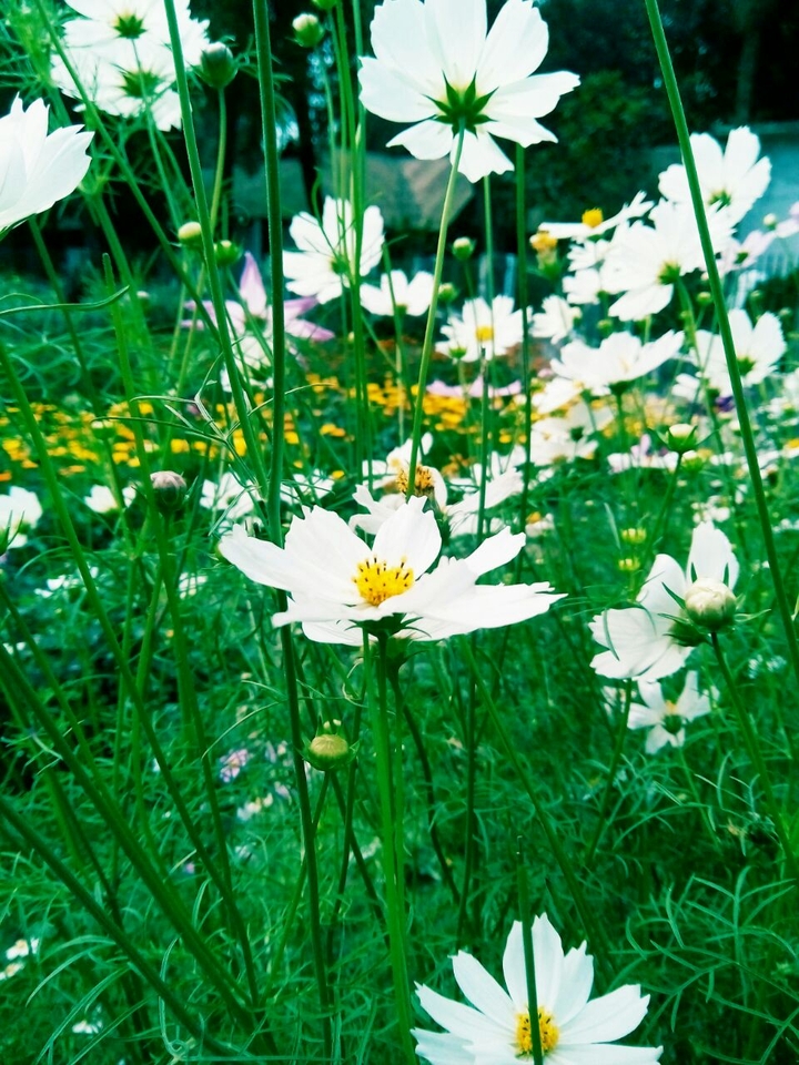nice flower