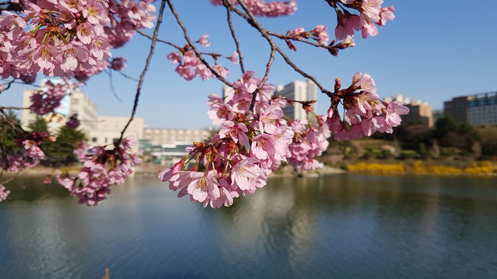 Cherry Blossom in South Korea