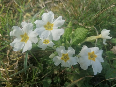 sfondi groundcover, grass