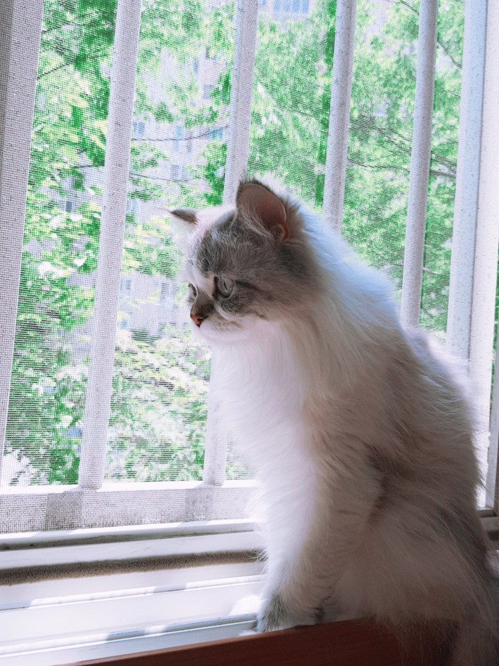 고양이
