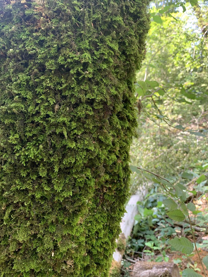 natural