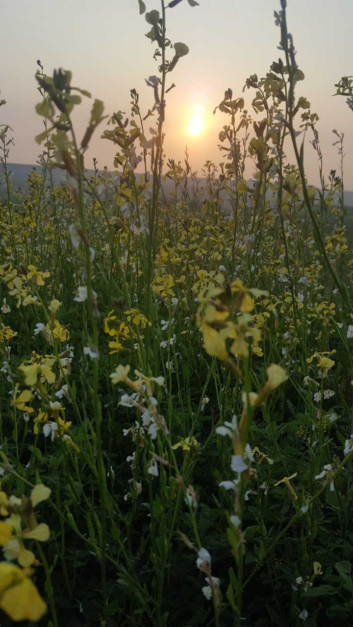 Sun