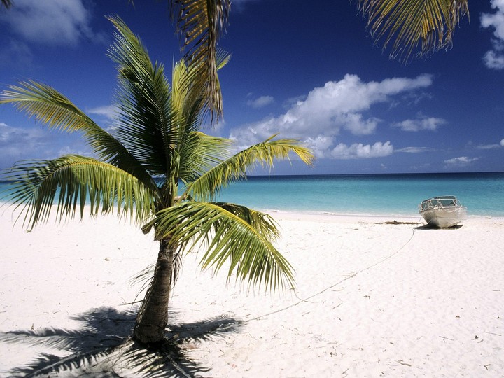 Palm Tree, Loyalty Islands, New Caledonia