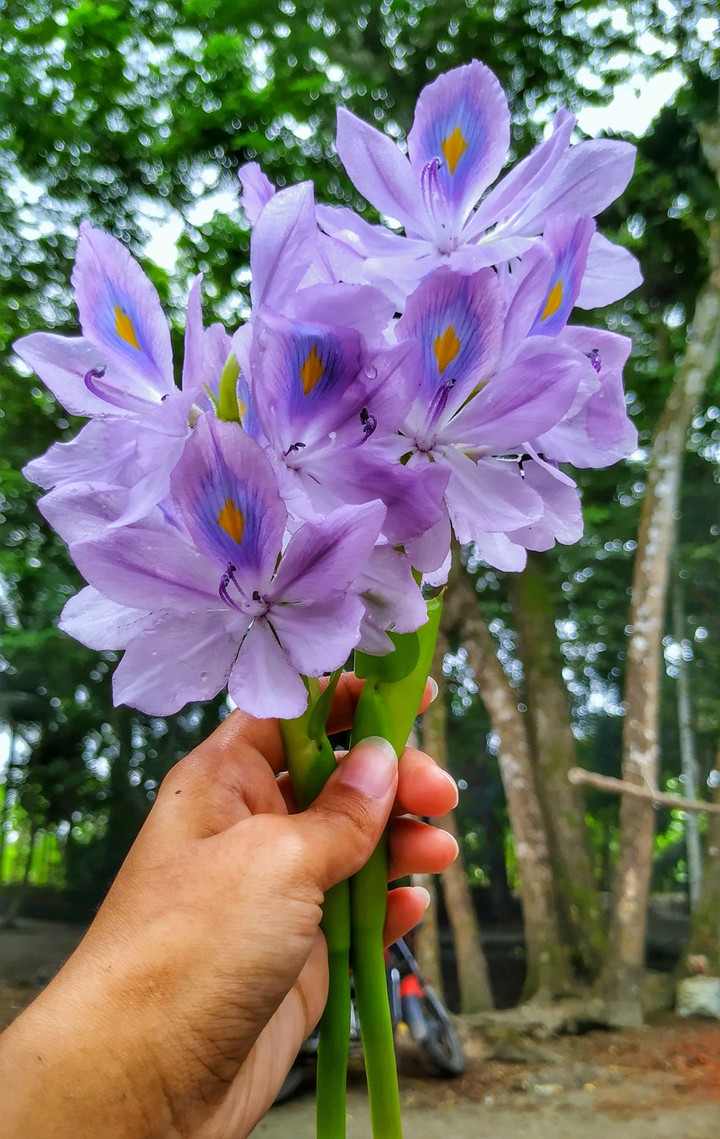 flower