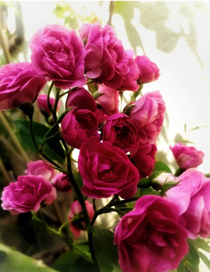 rose bud