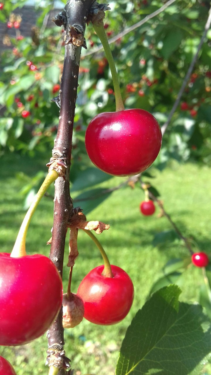 cherry