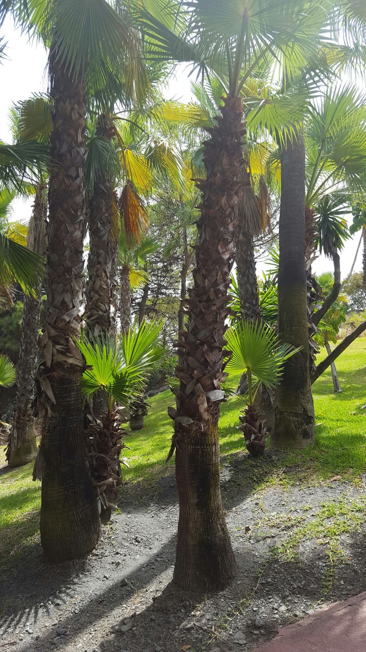 tree#zoo