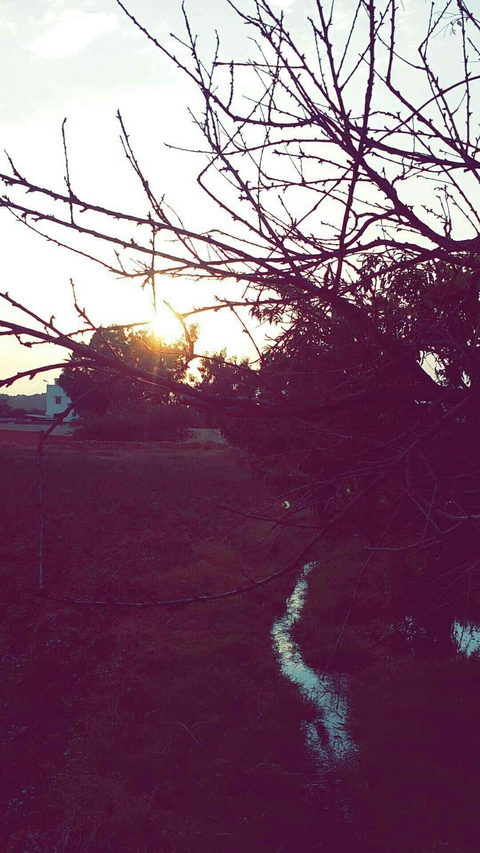 #tree