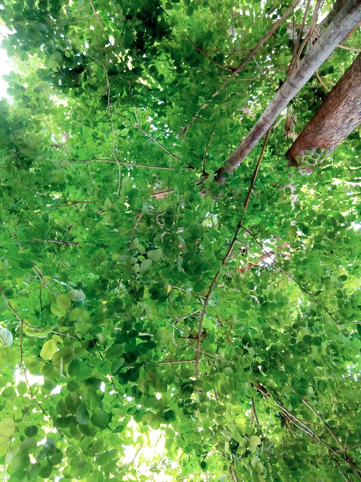 #tree