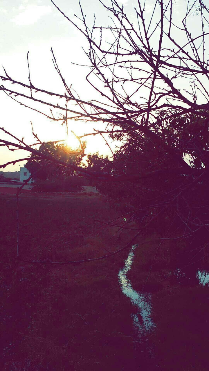 #tree