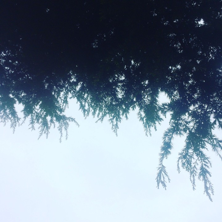 frosty trees