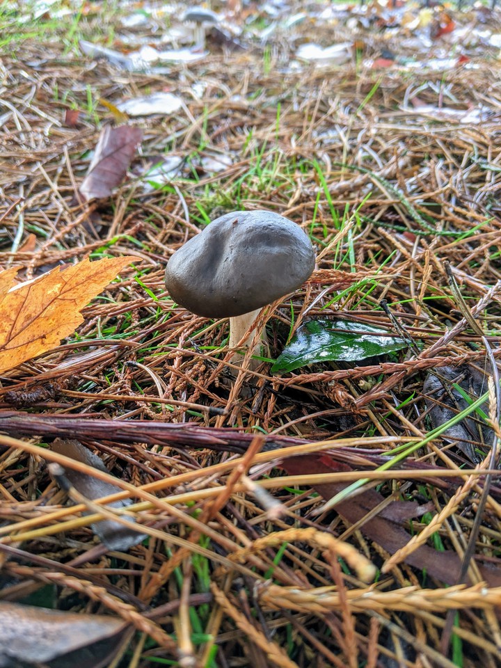 mushroom