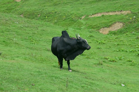 Black Bull
