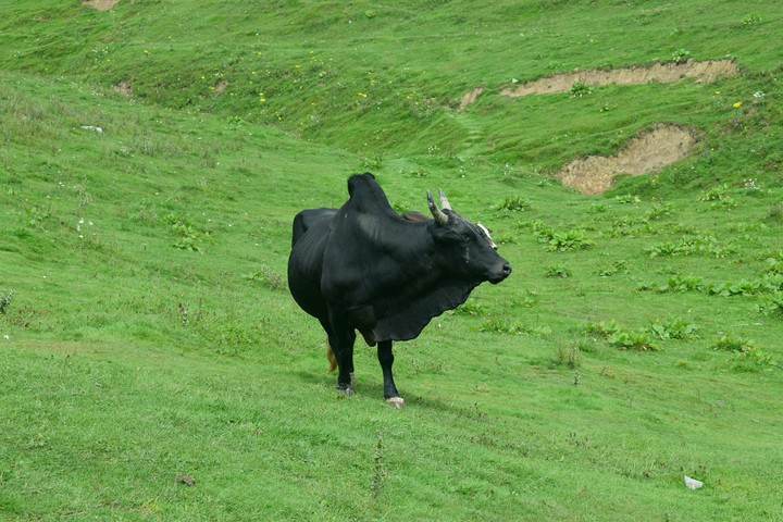 Black Bull