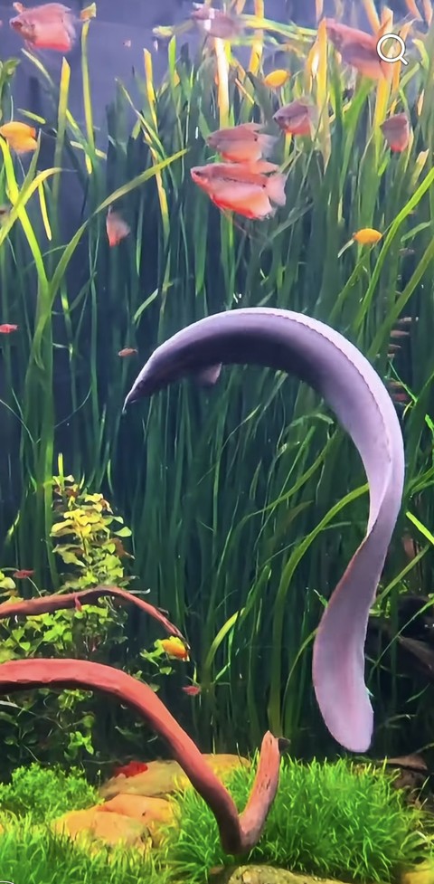 Aquarium