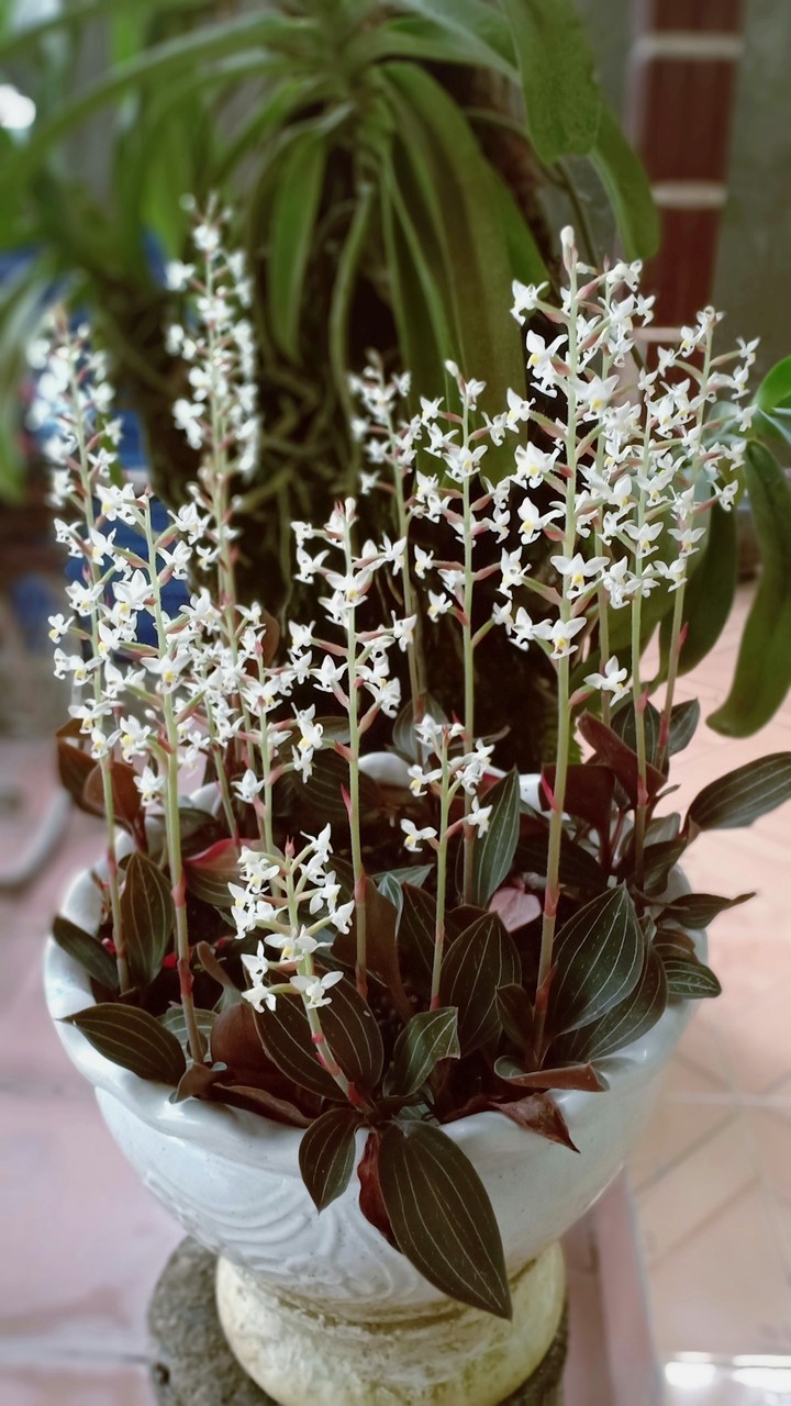 flower