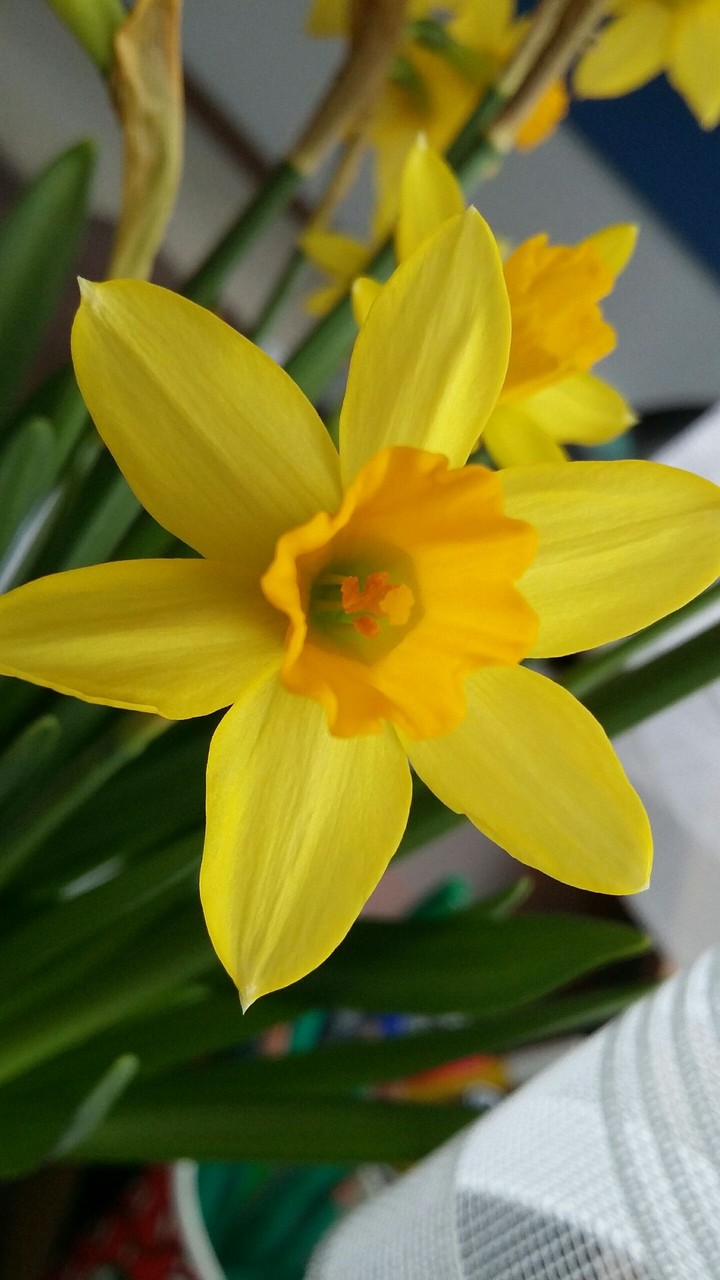 daffodil