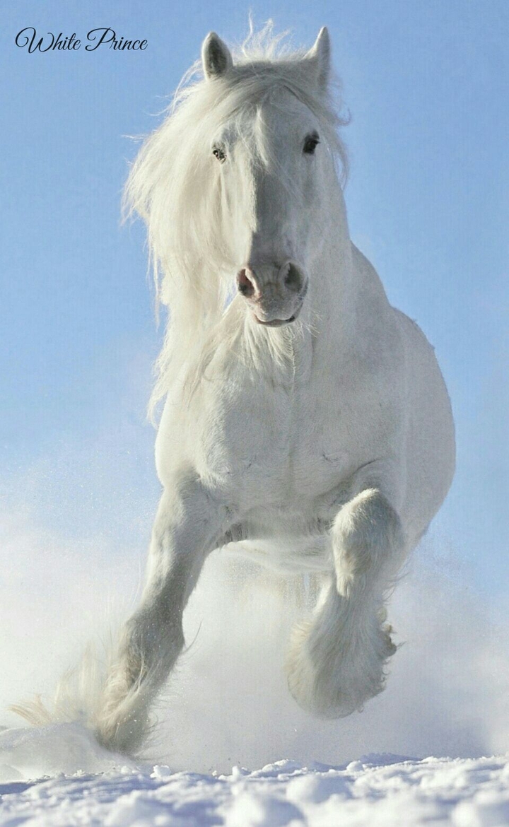 White Prince.