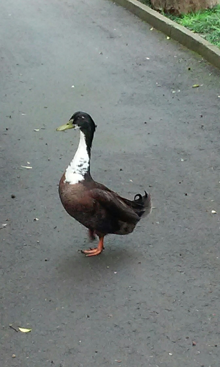 Bird