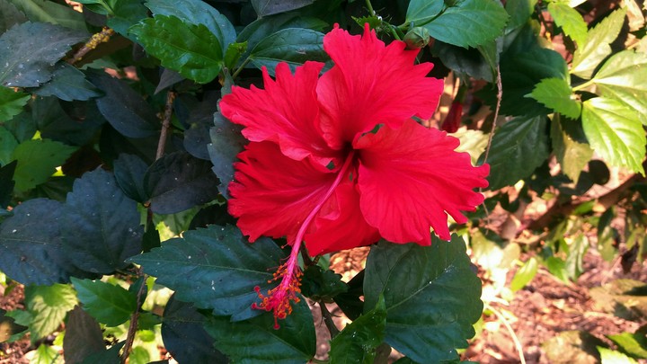 Hibiscus