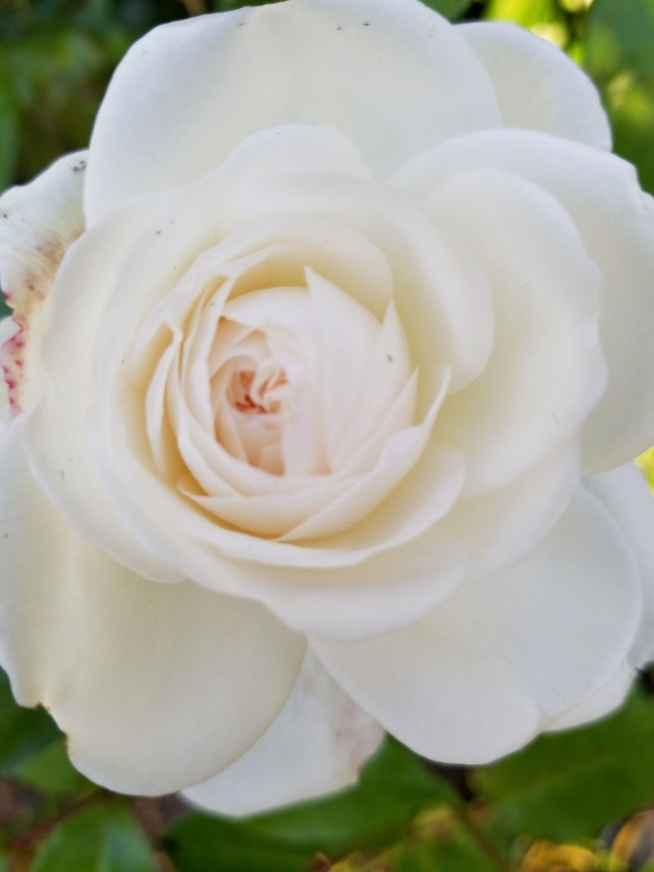 white rose