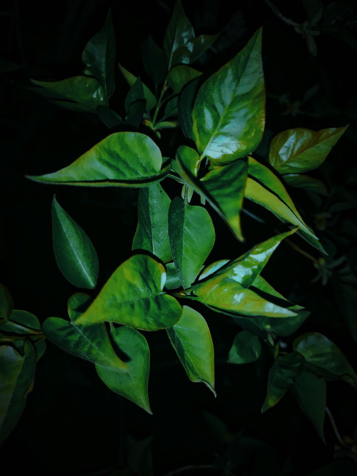 leaves