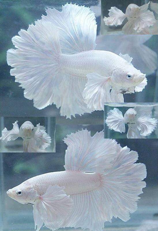White fishes