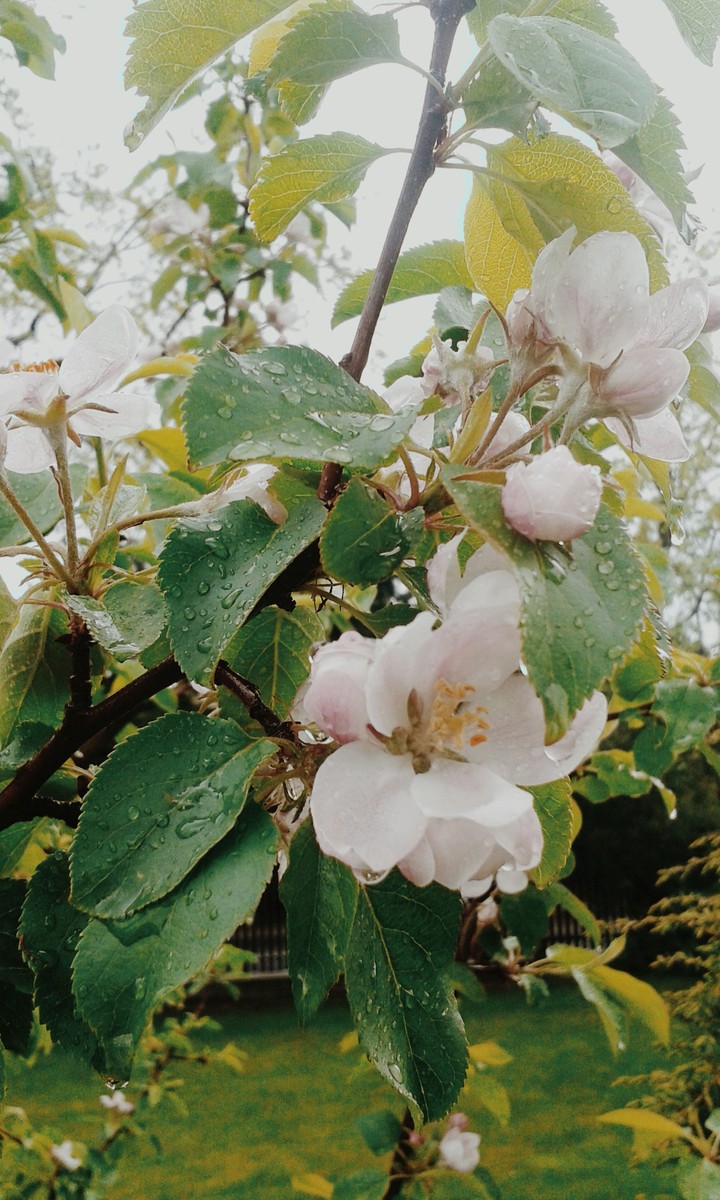 spring apple's flowers