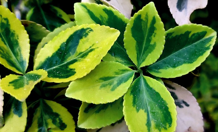 Green ♡