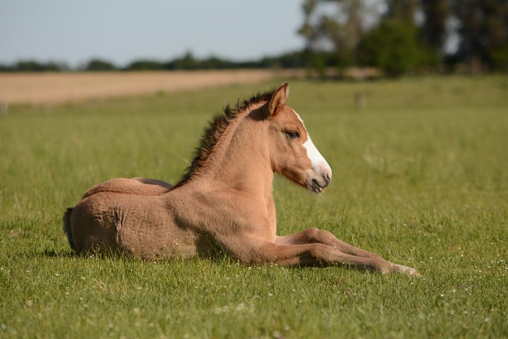 foal