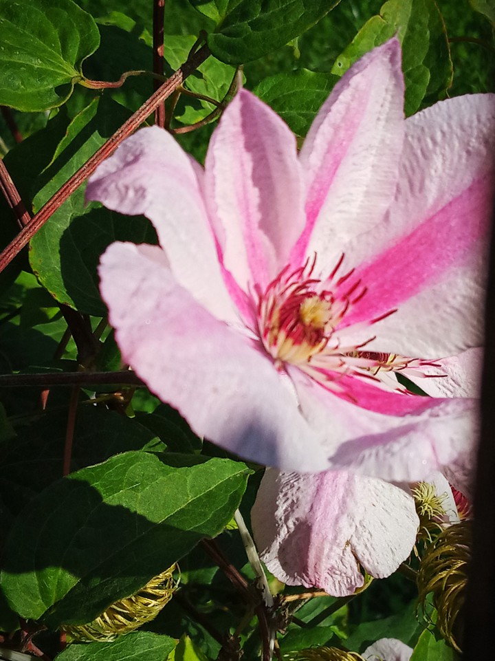 flower 2.
