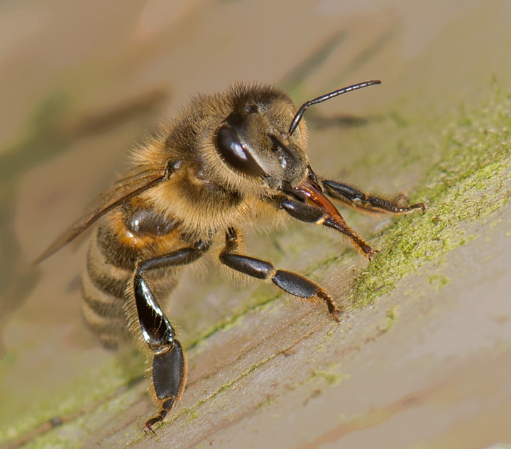 Honey Bee