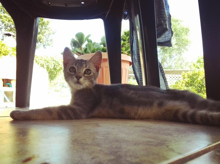 My cat❤
