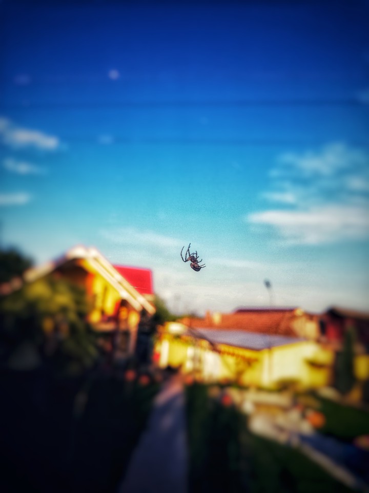 Spider on air?️?️?️?️