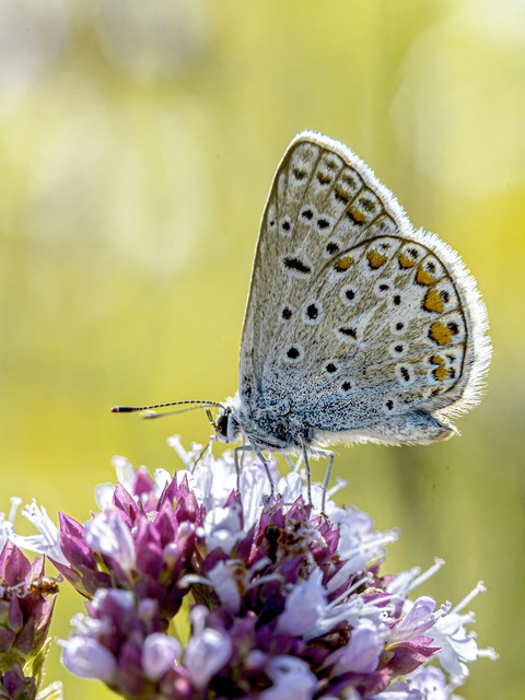 polyommatus, plebejus壁纸