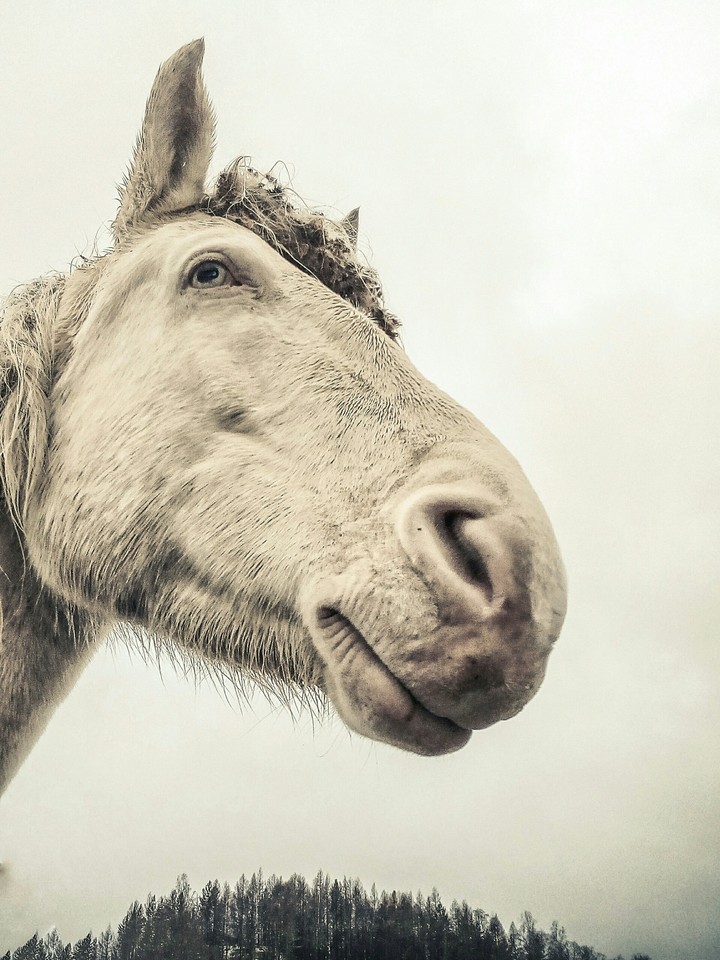 Siberian horse