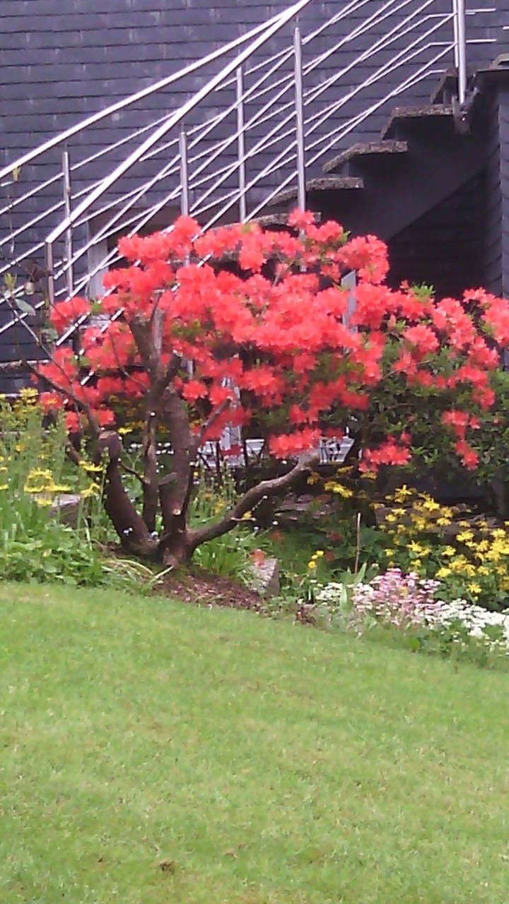 Red Flowers