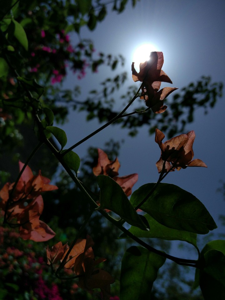 Spring burst